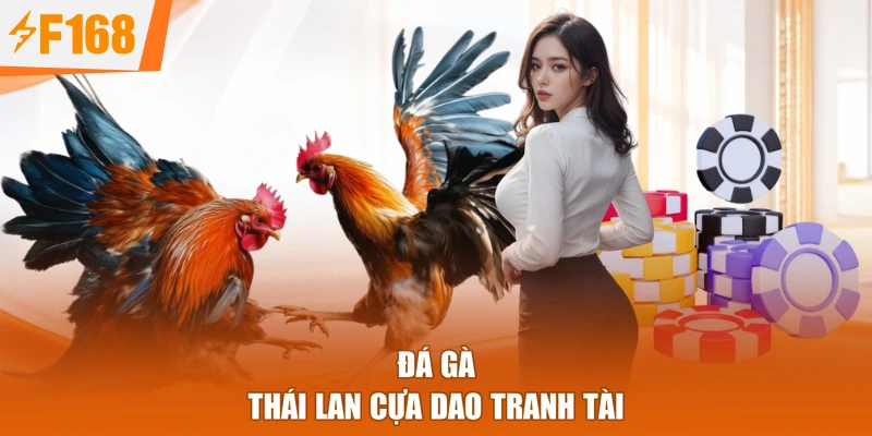 Đá gà Thái Lan cựa dao tranh tài