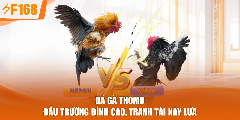 Đá Gà Thomo - Đấu Trường Đỉnh Cao, Tranh Tài Nảy Lửa