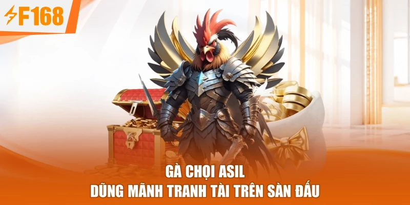 Gà chọi asil dũng mãnh tranh tài trên sàn đấu