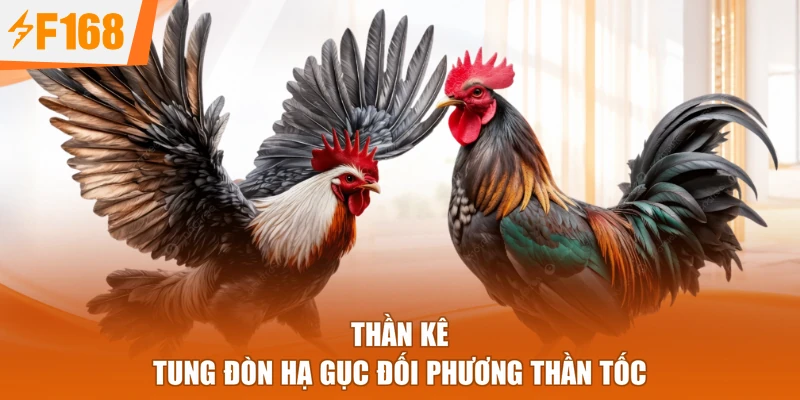 Thần kê tung đòn hạ gục đối phương thần tốc