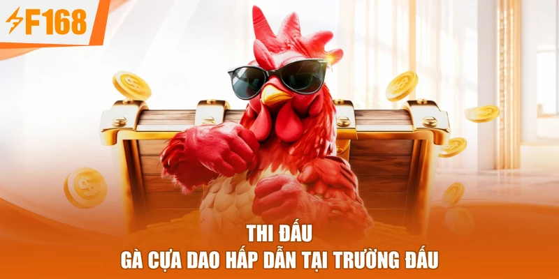 Thi đấu gà cựa dao hấp dẫn tại trường đấu